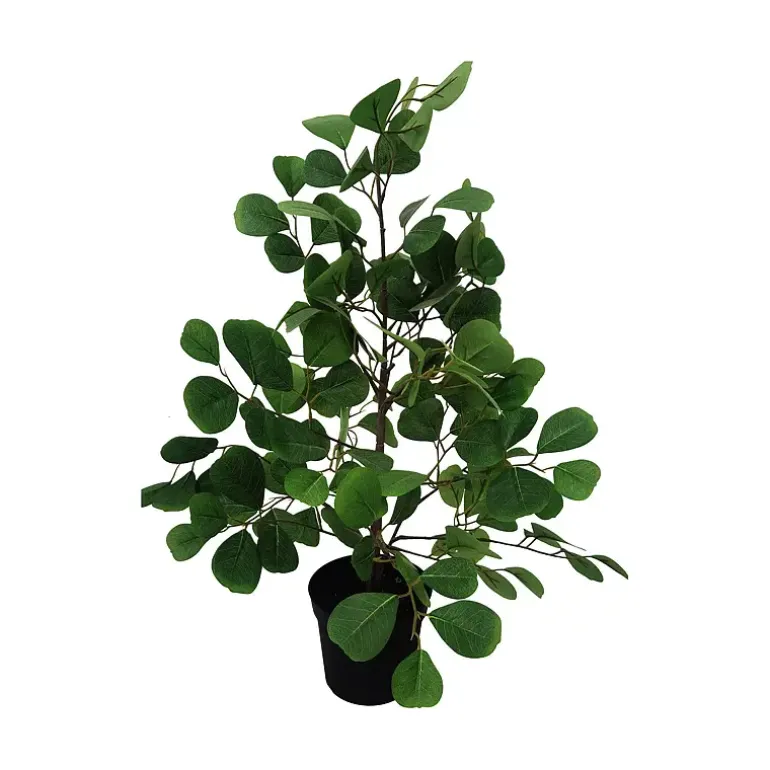 Ficus Deltoidea