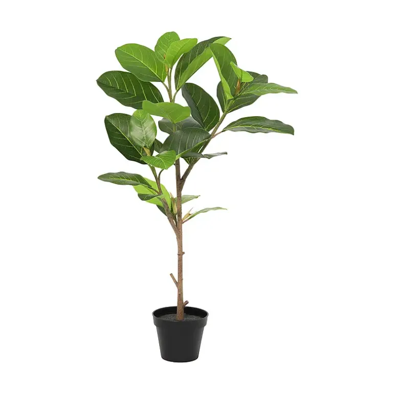 Fikus Altissima