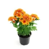 Fløyelsblomst