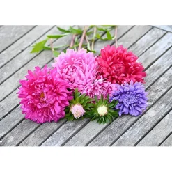 Frø asters