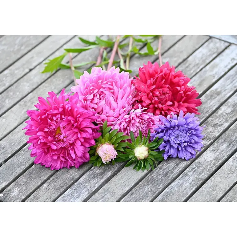 Frø asters
