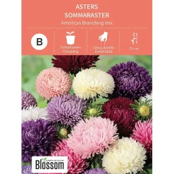 Frø asters