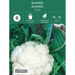Frø blomkål
