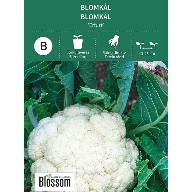 Frø blomkål