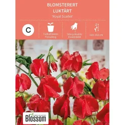Frø blomsterert
