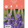 Frø blomsterert
