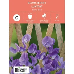 Frø blomsterert