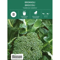 Frø brokkoli