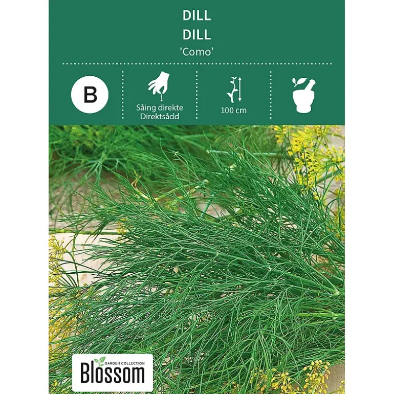 Frø dill