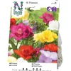Freesia