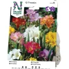 Freesia