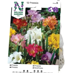 Freesia
