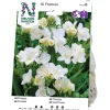 Freesia