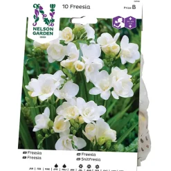 Freesia