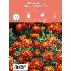 Frø fløyelsblomst
