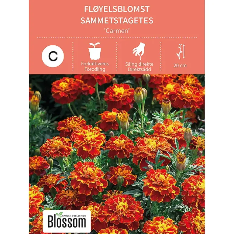 Frø fløyelsblomst