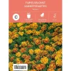 Frø fløyelsblomst