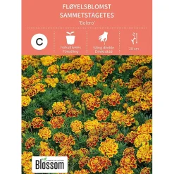 Frø fløyelsblomst