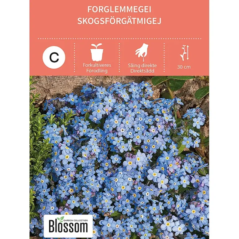 Frø forglemmegei