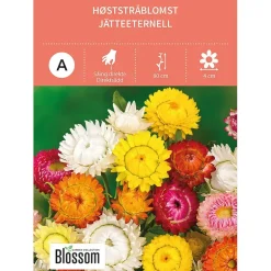 Frø høststråblomst