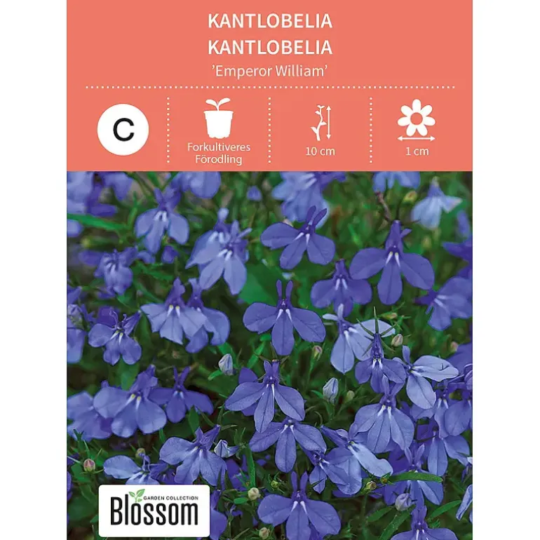 Frø kantlobelia