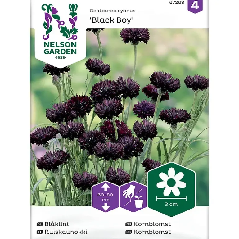 Frø kornblomst
