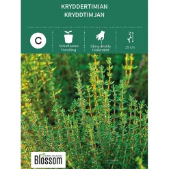 Frø kryddertimian