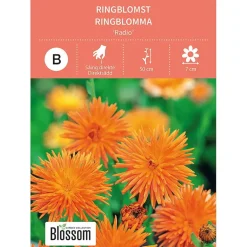 Frø ringblomst