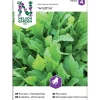 Frø ruccola