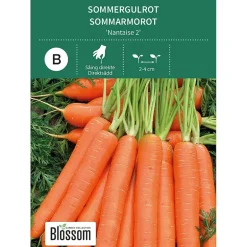 Frø sommergulrot