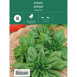 Frø spinat