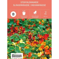 Frø stor blomkarse