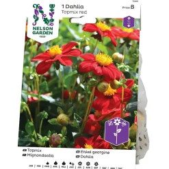 Georgine