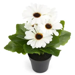 Gerbera