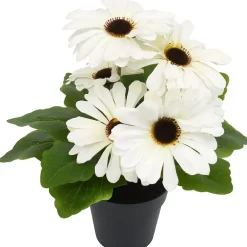 Gerbera