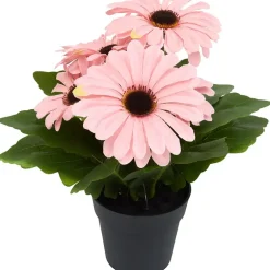 Gerbera