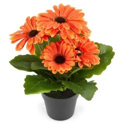 Gerbera