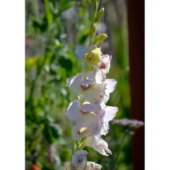 Gladiol