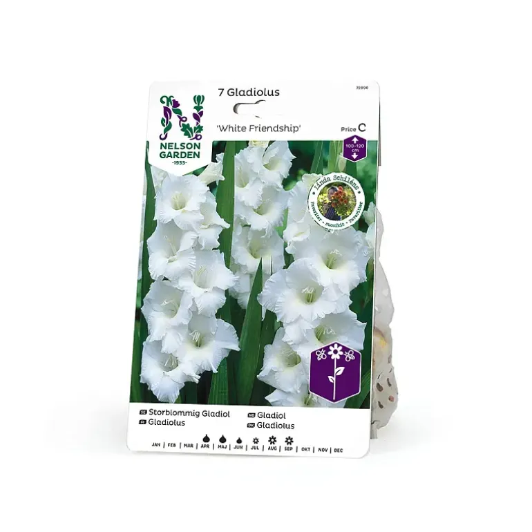 Gladiol