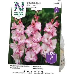Gladiol