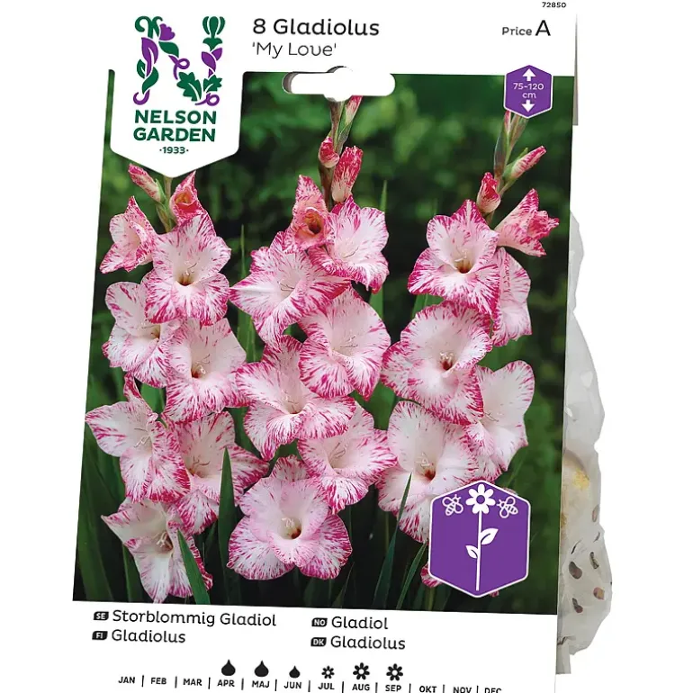 Gladiol