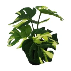 Grønnplante