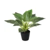 Grønnplante