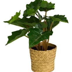 Grønnplante