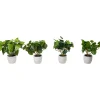 Grønnplante
