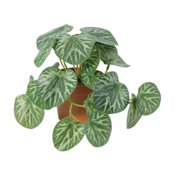 Grønnplante