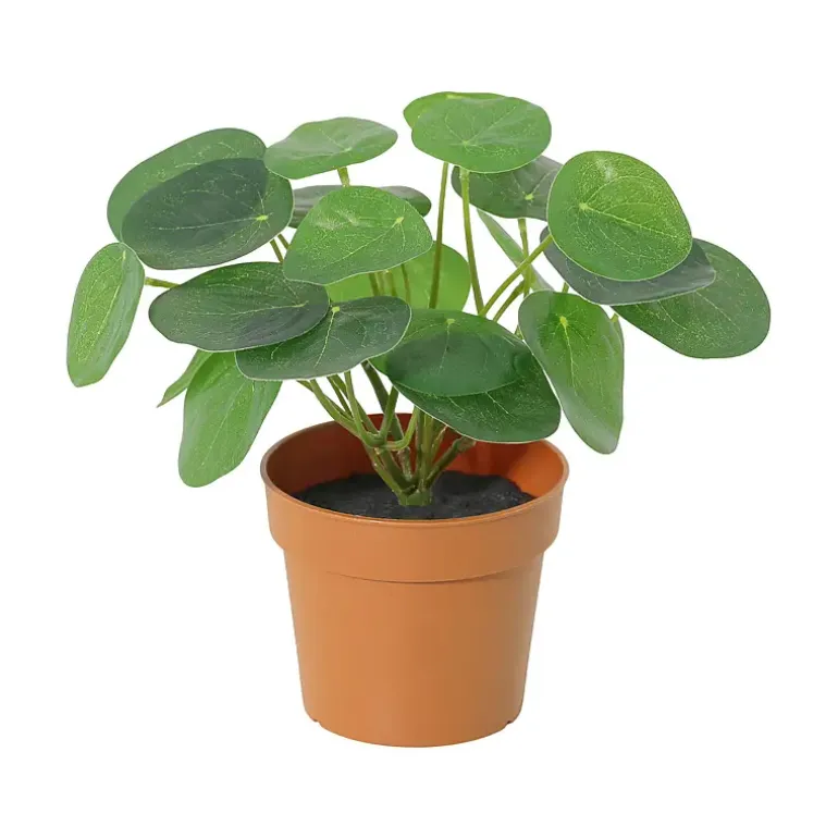 Grønnplante