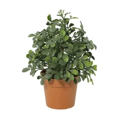 Grønnplante