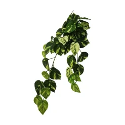 Gullranke