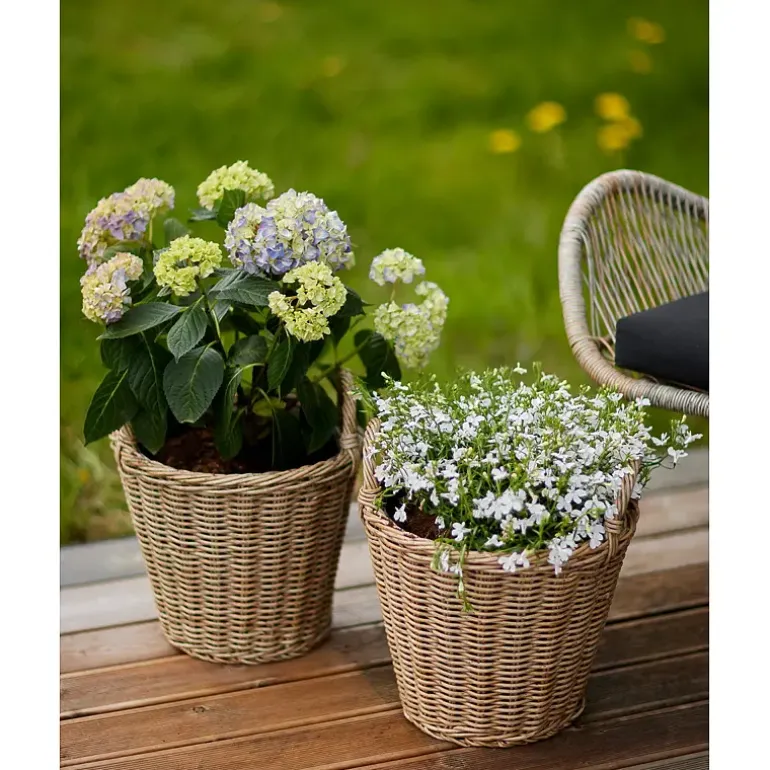 Hagehortensia